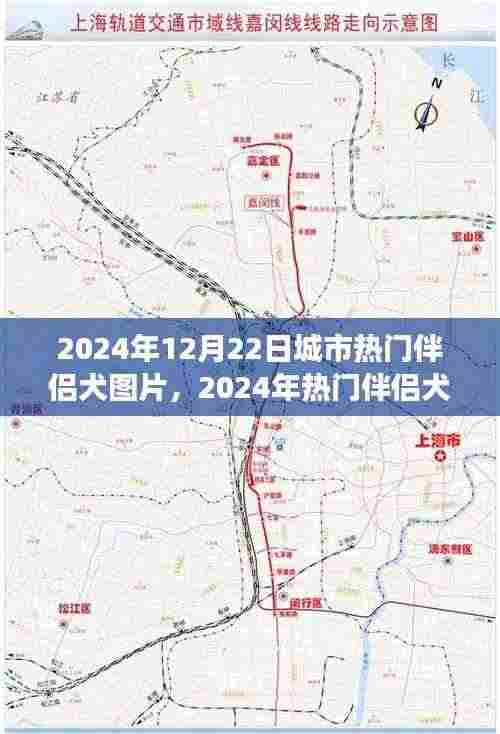 城市伴侣犬图片背后的观点碰撞与个人立场,热门犬种的选择与讨论