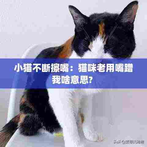 小猫不断擦嘴:猫咪老用嘴蹭我啥意思?