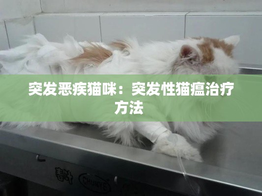 突发恶疾猫咪:突发性猫瘟治疗方法