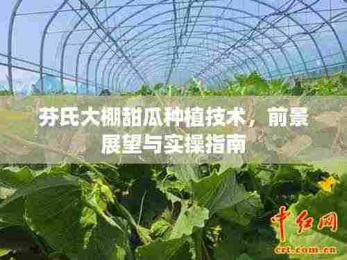 芬氏大棚甜瓜种植技术,前景展望与实操指南