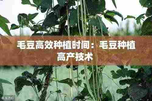 毛豆高效种植时间：毛豆种植高产技术 