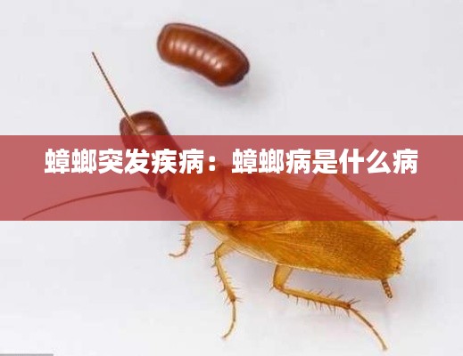 蟑螂突发疾病：蟑螂病是什么病 
