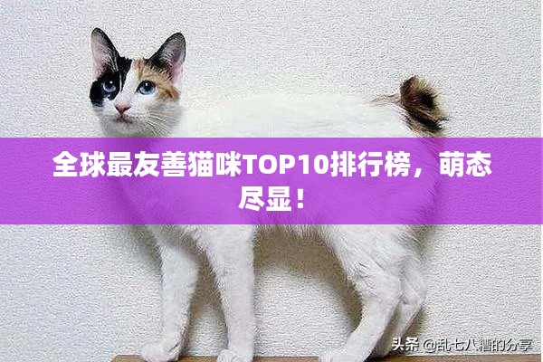 全球最友善猫咪TOP10排行榜,萌态尽显!