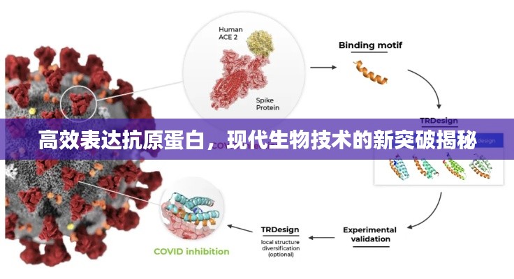 高效表达抗原蛋白,现代生物技术的新突破揭秘