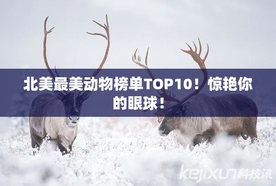 北美最美动物榜单TOP10!惊艳你的眼球!