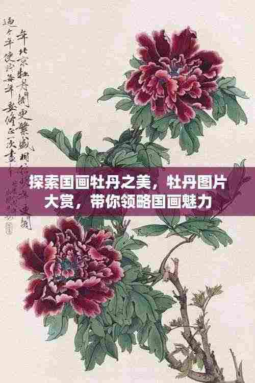 探索国画牡丹之美，牡丹图片大赏，带你领略国画魅力