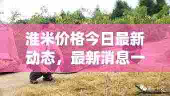 淮米价格今日最新动态,最新消息一览表